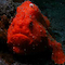 Frogfish